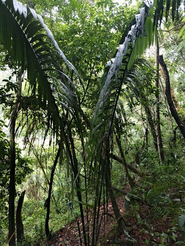 Bataua palm (Oenocarpus bataua)