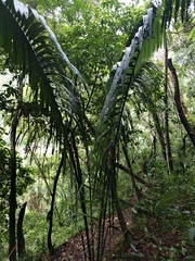 Oenocarpus bataua, photograph author not stated, no rights reserved