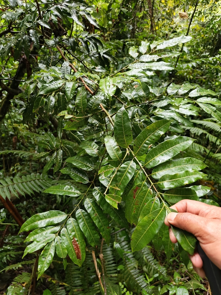 Protium montanum