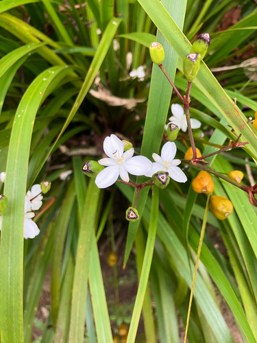 Libertia ixioides (G.Forst.) Spreng.