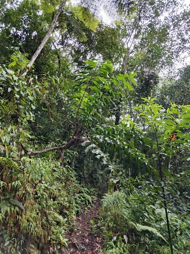 Cornet Palm (Aiphanes horrida)