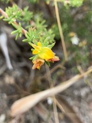 Aspalathus juniperina juniperina