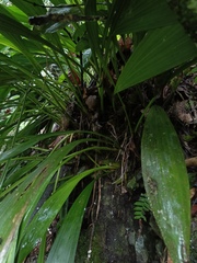 Orchid Cactus (Xylobium)