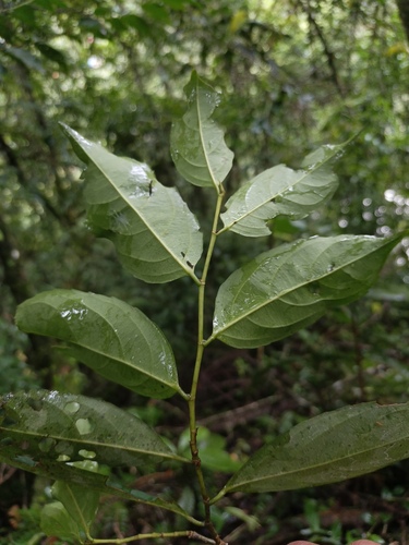 Lacistema aggregatum