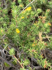 Aspalathus juniperina juniperina