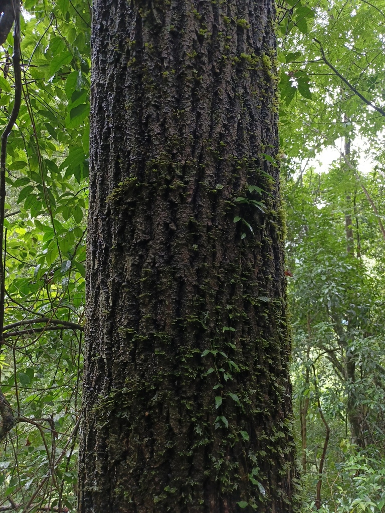 Bolivian walnut (Juglans boliviana)