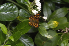 Lycaena enysii