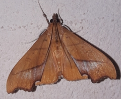 Sparagmia gonoptera image