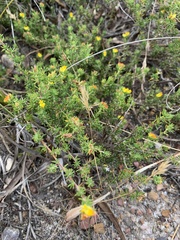 Aspalathus juniperina juniperina