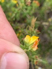 Aspalathus juniperina juniperina