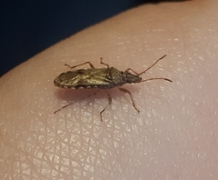 Belonochilus numenius