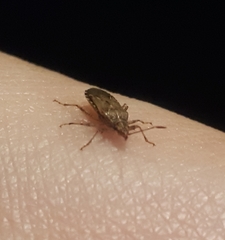 Belonochilus numenius