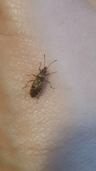 Belonochilus numenius