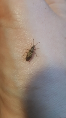 Belonochilus numenius