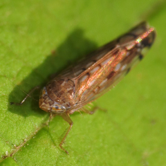 Osbornellus borealis