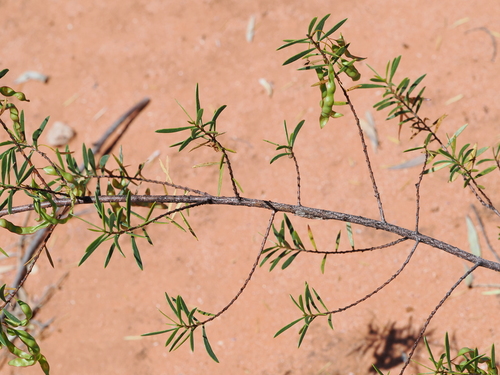 Maitland's Wattle (Acacia maitlandii)