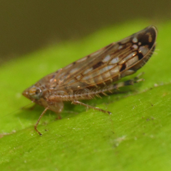 Osbornellus borealis