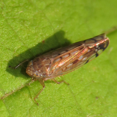 Osbornellus borealis
