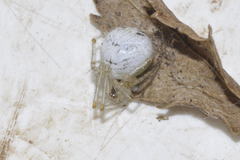 Theridion varians