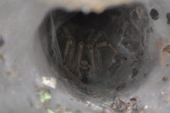 Agelena labyrinthica