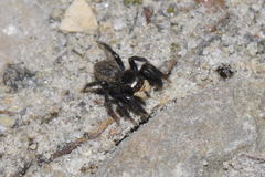 Euophrys herbigrada