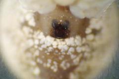 Theridion varians