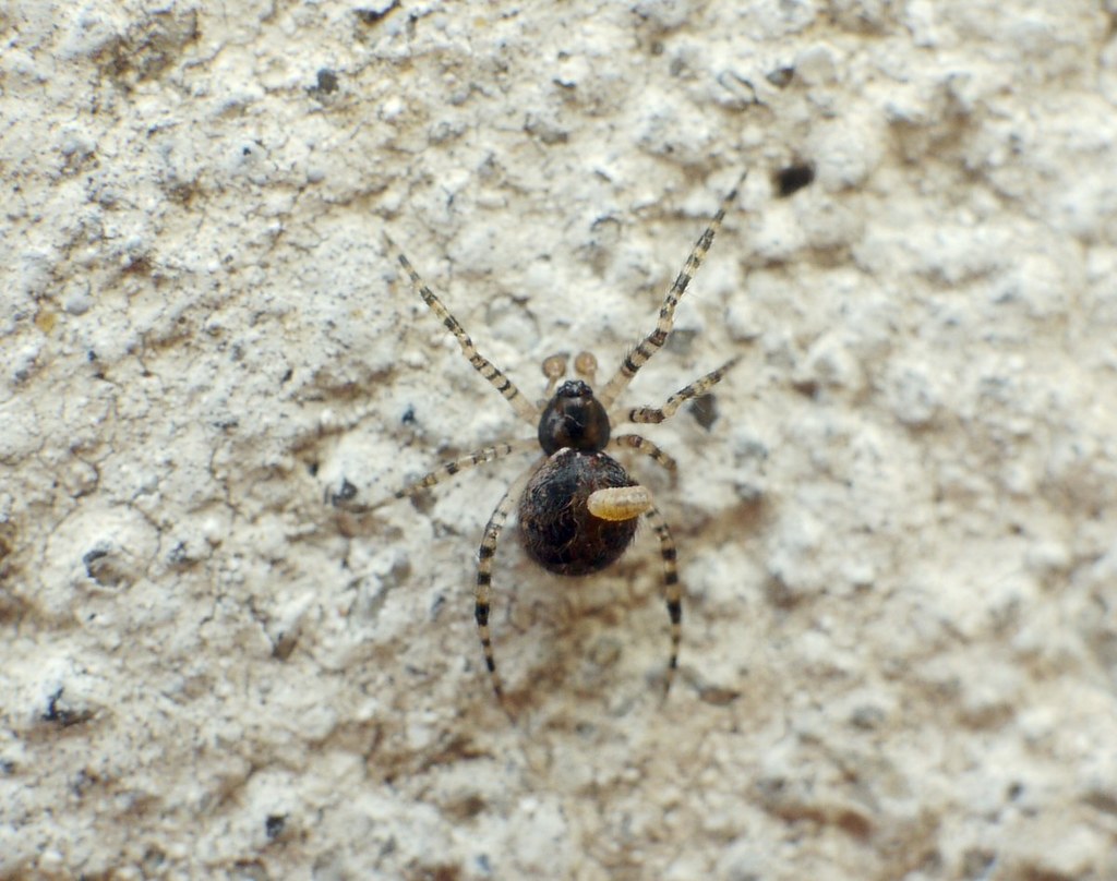 Zatypota bohemani