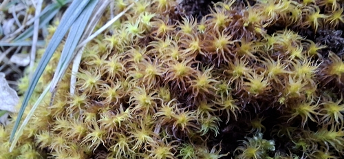 Geheebia gigantea observed 2025-10-18