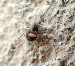 Zatypota bohemani
