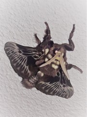 Megalopyge albicollis image