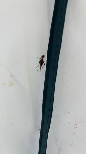 Hairy Scale-cricket