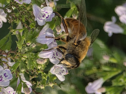 Unknown species found near Bellevue Precinct, Bellevue, NE, USA