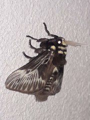 Megalopyge albicollis