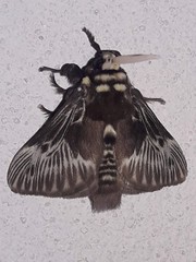 Megalopyge albicollis