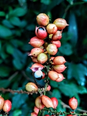 Paullinia josecuatrii