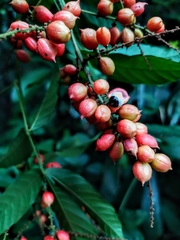 Paullinia josecuatrii