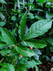 Paullinia josecuatrii