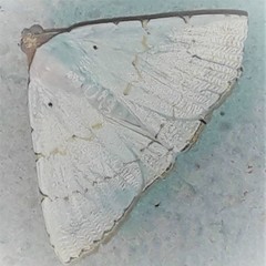 Eulepidotis alabastraria