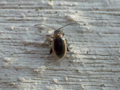 Longitarsus dorsalis