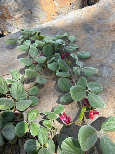 Canavalia sericea observed 2025-10-19