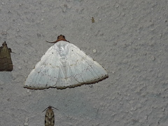 Eulepidotis alabastraria