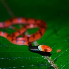 Siphlophis compressus