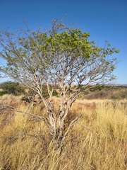 Dalbergia trichocarpa, photograph (c) jeanjacquesgodon, some rights reserved (CC BY)
