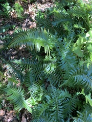 Blechnum punctulatum