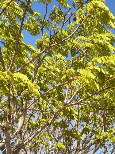 Dalbergia trichocarpa, photograph 2