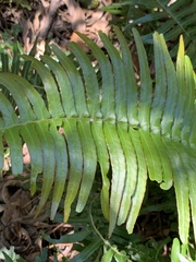 Blechnum punctulatum