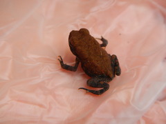 Anaxyrus fowleri