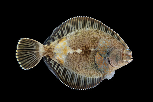 Krulvin-tong (Pleuronichthys decurrens) — Pleuronectidae — 4