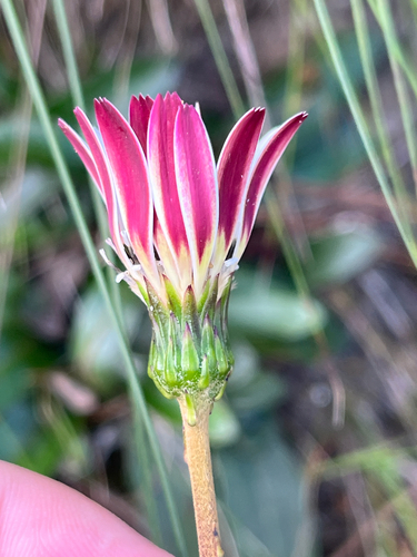 Strap Gerbera (Gerbera serrata)
