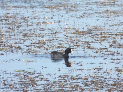 Eurasian Coot